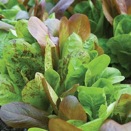 Burpee All Season Romaine Blend Lettuce Seeds 2000 seeds