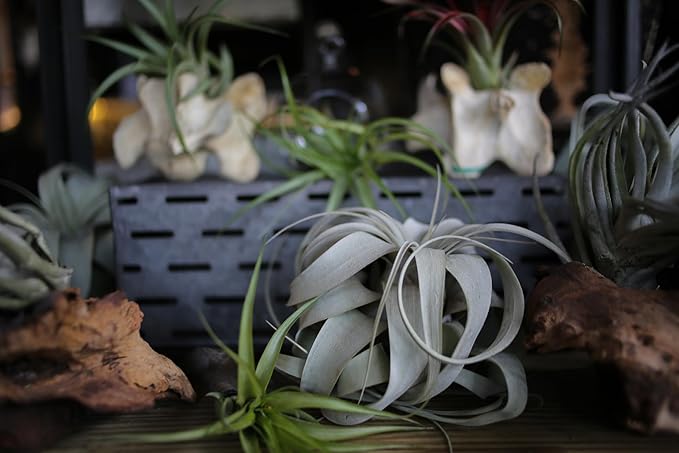 Tillandsia Xerographica Air Plant Set (3 Pack), Tillandsia Air Plants Live Large Indoor Plants Live Houseplants, Exotic Plants for Succulent Terrarium, Succulents Plants Live Plants by Plants for Pets