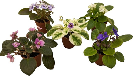 Miniature African Violets Live Plants, 5 Pack, 2 inch Pots, for Terrariums, Home & Office Decor, Gifts