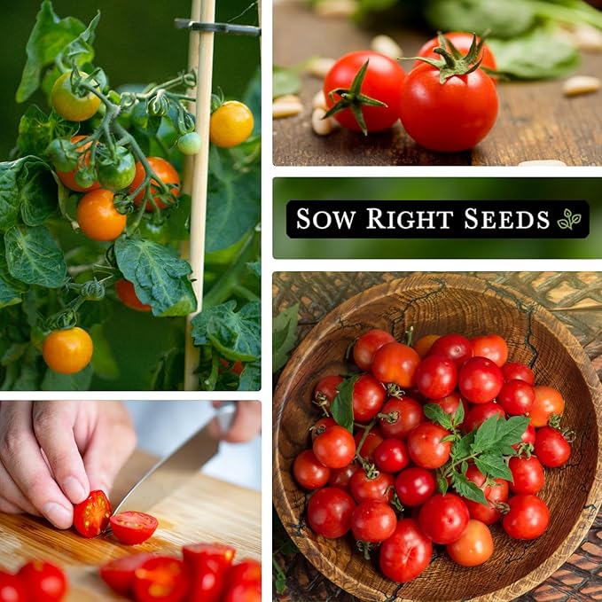 Sow Right Seeds - Tiny Tim Tomato Seeds for Planting - Non-GMO Heirloom Packet with Instructions to Plant and Grow an Outdoor Home Vegetable Garden - Perfect Container Variety - Gardening Gift (2)