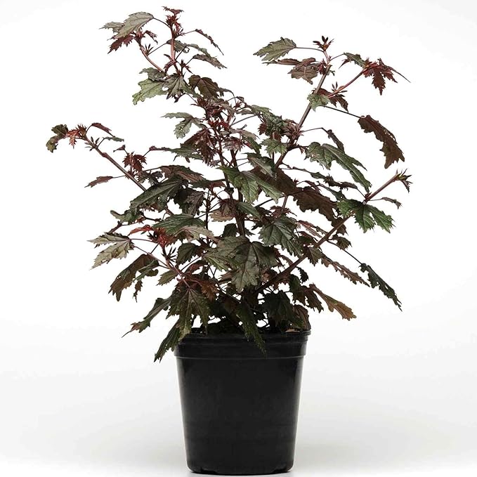 Outsidepride 20 Seeds Perennial Hibiscus Mahogany Splendor Flower Seeds for Planting