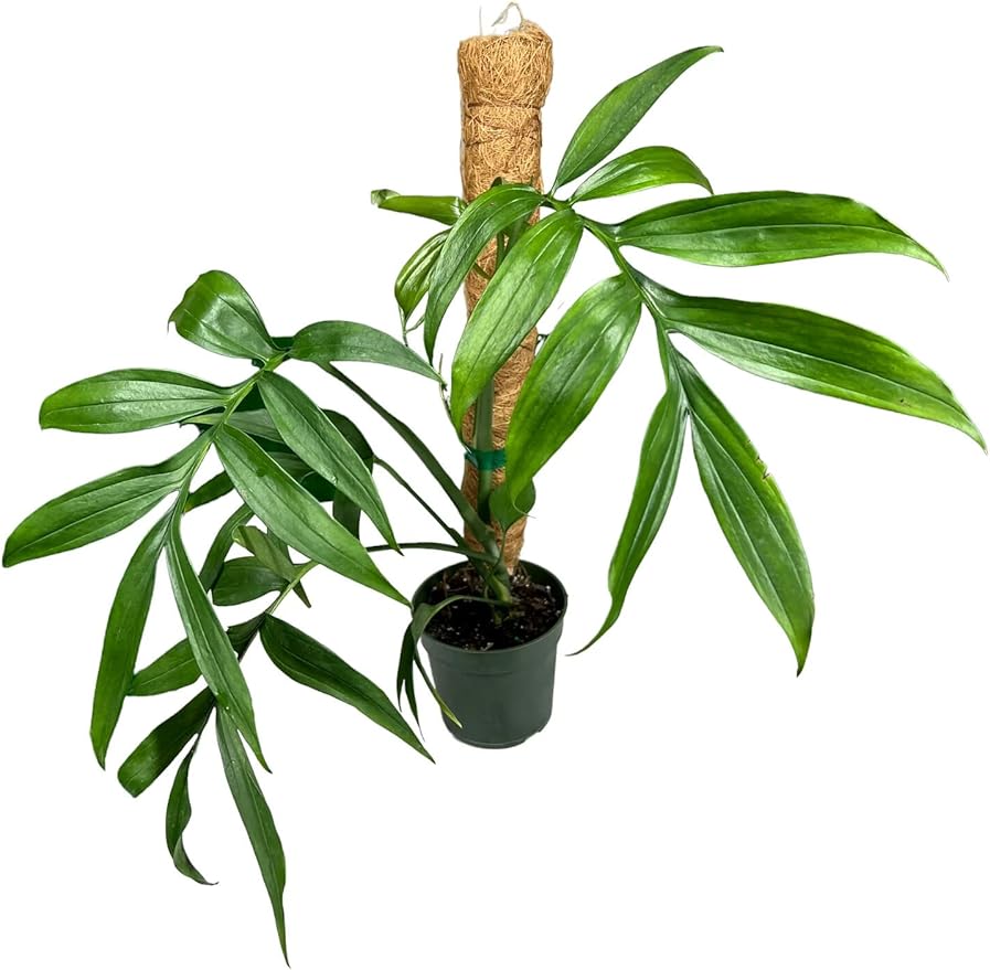 Premium Monstera Subpinnata Potting Mix - Expertly Crafted for Healthy Growth - 1 Quart