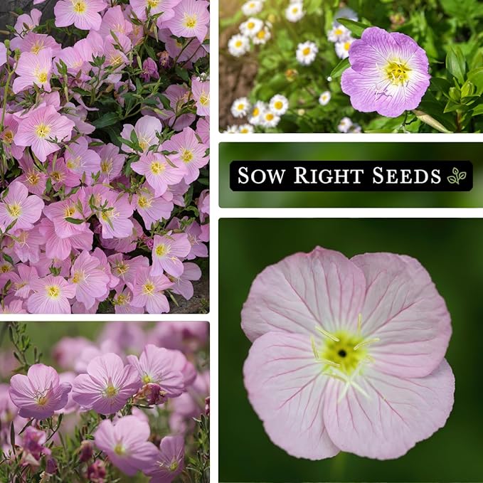 Sow Right Seeds - Showy Evening Primrose Flower Seeds for Planting - Non-GMO Heirloom Packet with Instructions - Native Wildflower for Pollinators - Perennial Pink Ladies, Mexican Evening Blooms (1)