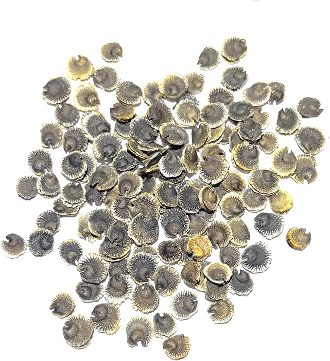 Seed Needs, Black Hollyhock Seeds - 100 Heirloom Seeds for Planting Alcea rosea - Great for Gothic Gardens, Open Pollinated Biennial That Attracts Pollinators (2 Packs)