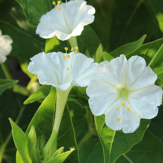 Outsidepride 1/4 lb. Perennial Mirabilis Jalapa Four O' Clock White Flower Seeds for Planting