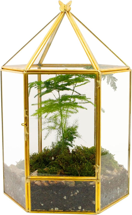 Glass Geometric Plant Terrarium,Succulent & Air Planter for Home Garden Office Decoration,No Plants(Gold Hexagonal)
