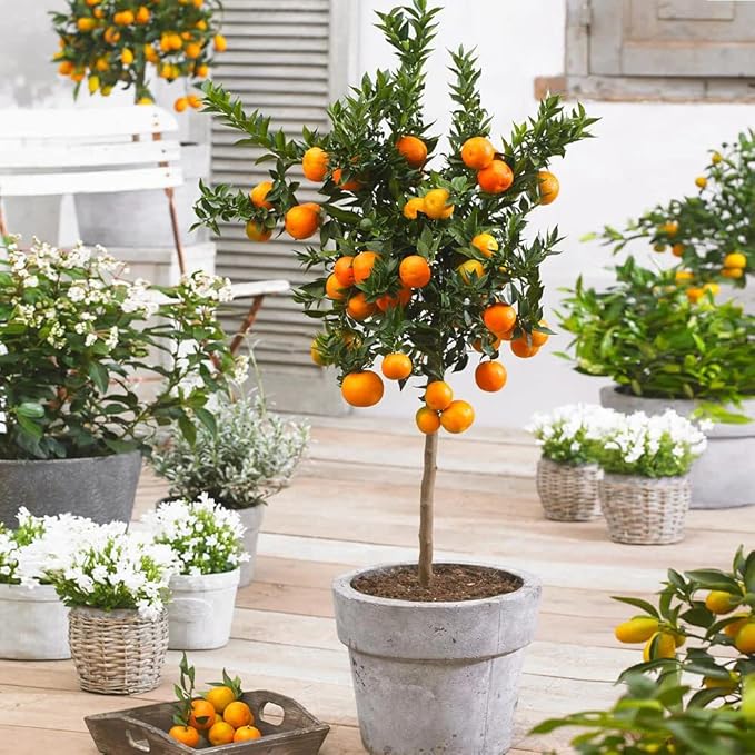 Premium Potting Mix for Mandarin Trees - Quick Drain Soil Blend for Perfectly Rooted and Thriving Plants - 4 Quart