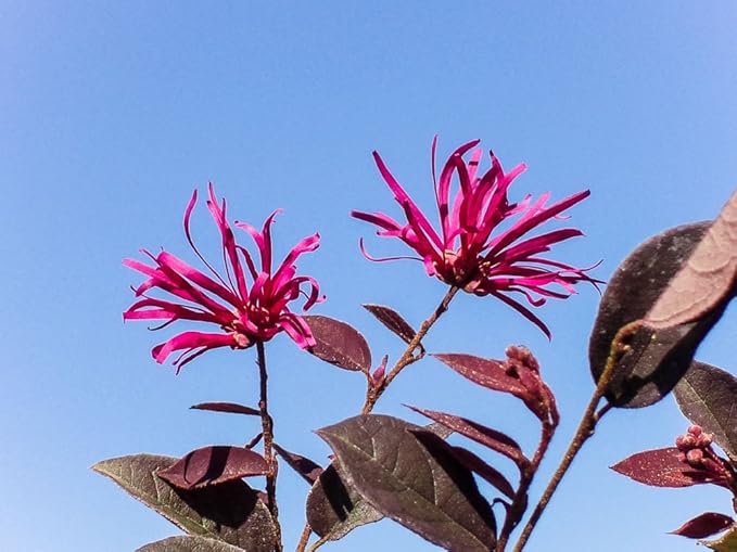Zhuzhou LOROPETALUM - Size: 3 Gallon, Live Plant, Includes Special Blend Fertilizer & Planting Guide