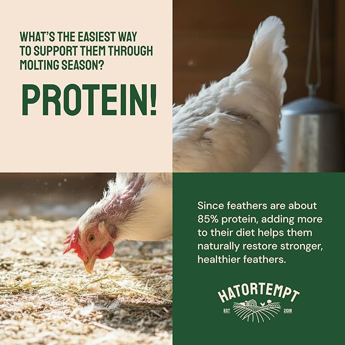 Hatortempt Chicken Feed Dried Mealworms - 5 Lb, Non-GMO & Organic - High-Protein Mealworms for Wild Birds & Ducks, Chicken Treats & Bird Food