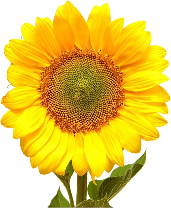 400+ Huge Organic Mammoth Grey Stripe Sunflower Seeds for Planting - Helianthus annuus - Attract Hummingbirds, Butterflies, Bees, & More - Large Flowers Produce Edible Seeds - Bulk Sun Flower Garden