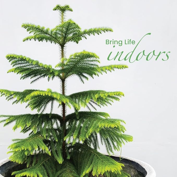 American Plant Exchange Live Norfolk Island Pine Plant, Plant Pot for Home and Garden Decor, 6" Pot