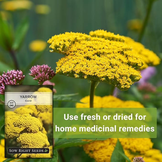 Sow Right Seeds - Achillea Yarrow Gold Flower Seeds for Planting - Flowers to Plant in Your Garden - Non-GMO Heirloom Packet with Instructions - Favorite Perennial to Attract Pollinators (4)