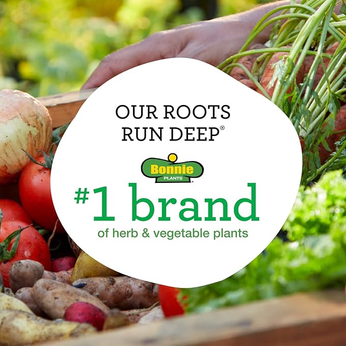 Bonnie Plants Lemon Balm Live Herb Plants - 4 Pack, Perennial In Zones 5 to 9, For Lemon Flavor In A Variety Of Dishes & Teas