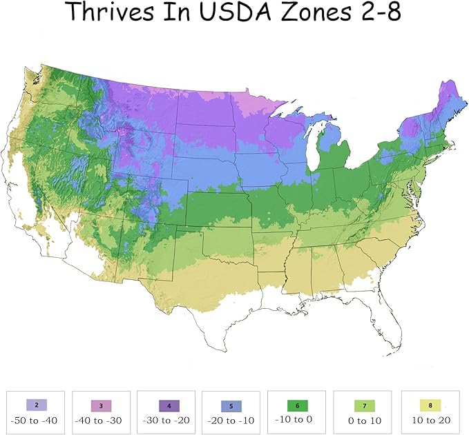 1 Gallon, Dwarf Alberta Spruce Shrub, Green