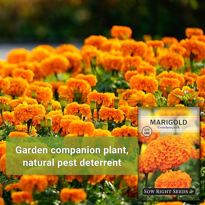Sow Right Seeds Crackerjack African Marigold Seeds for Planting - Non-GMO Heirloom Seed Packet with Instructions - Companion Plant - Orange & Yellow Blooms Attract Pollinators, Deter Mosquitoes (4)