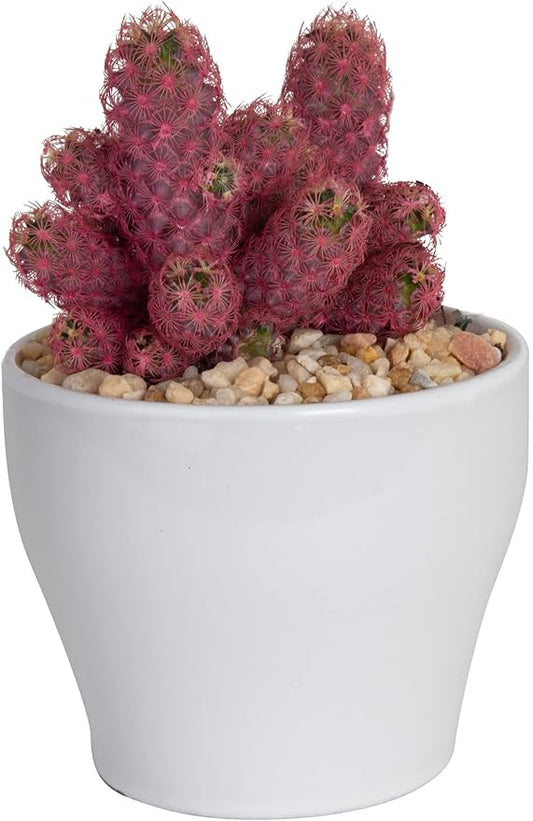 Costa Farms, Premium Live Indoor Desert Gems Purple Cacti, Tabletop Plant, White Gloss Euro Ceramic Decorator Pot, Shipped Fresh From Our Farm, Excellent Gift