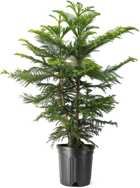 American Plant Exchange Norfolk Island Pine Tree, Easy Care Indoor or Outdoor Houseplant, Large 10-Inch Pot, Live Evergreen Décor
