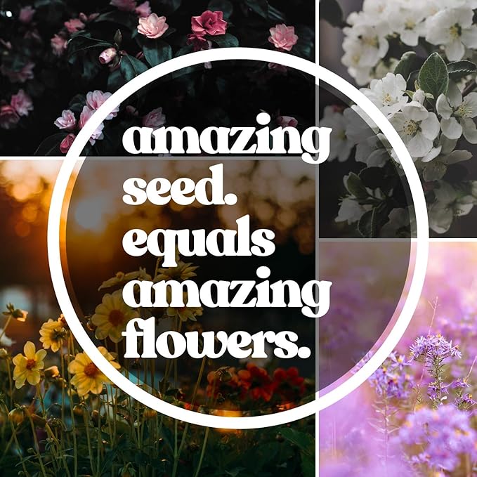 400+ Huge Organic Mammoth Grey Stripe Sunflower Seeds for Planting - Helianthus annuus - Attract Hummingbirds, Butterflies, Bees, & More - Large Flowers Produce Edible Seeds - Bulk Sun Flower Garden