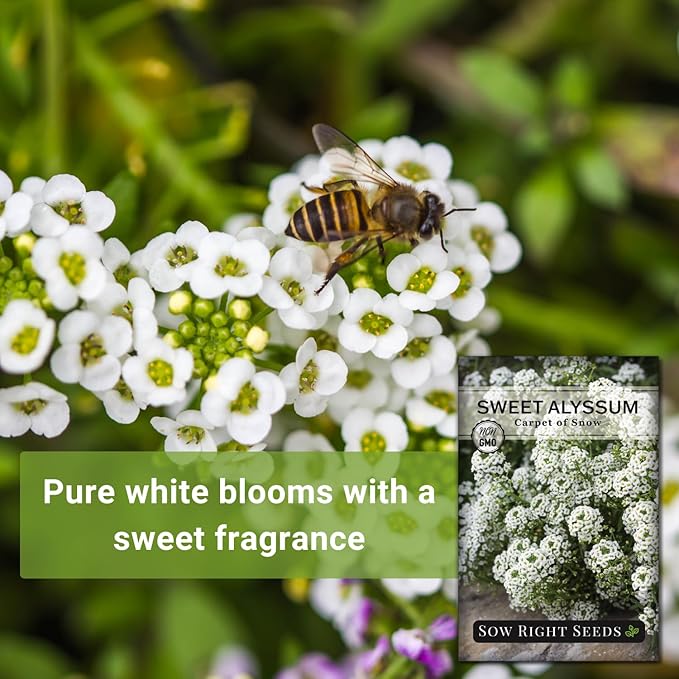 Sow Right Seeds - Sweet Alyssum White Carpet of Snow Flower Seeds for Planting - Non-GMO Heirloom Packet with Instructions to Plant in Your Garden - White Perennial - Groundcover with Blooms (4)