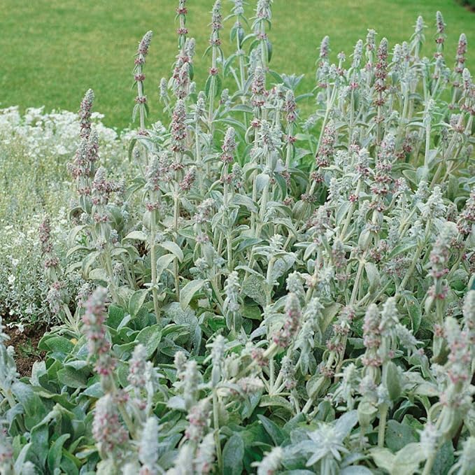 Outsidepride 2000 Seeds Perennial Stachys Byzantina Lamb's Ear Flower Seeds for Planting