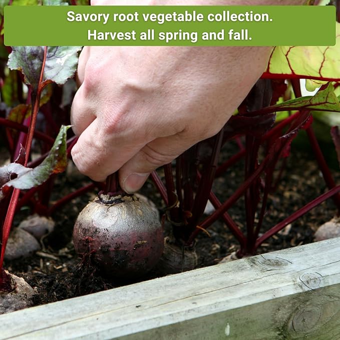 Sow Right Seeds - Root Vegetable Collection for Planting - Individual Packets of Beet, Carrot, Kohlrabi, Radish & Turnip - Non-GMO Heirloom Seeds to Plant an Outdoor Home Vegetable Garden