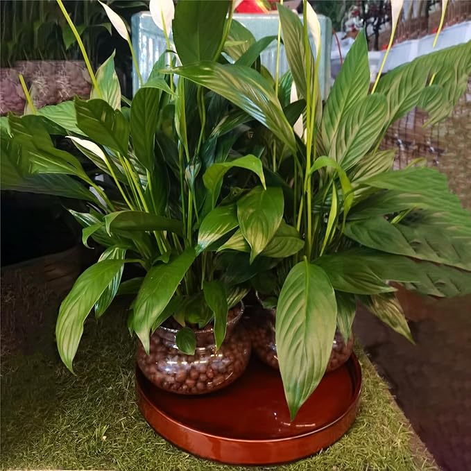 Ceramic Plant Saucer 12 Inch, Round Plant Trays for Indoors/Outdoors, Flower Pot Saucers for Holding Water Drips and Soil, Ceramic Drainage Tray for Plant Pot (Brown)