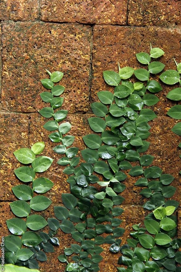 Shingle Plant Potting Mix - Retains Moisture and Enhances Root Growth - 5 Quart