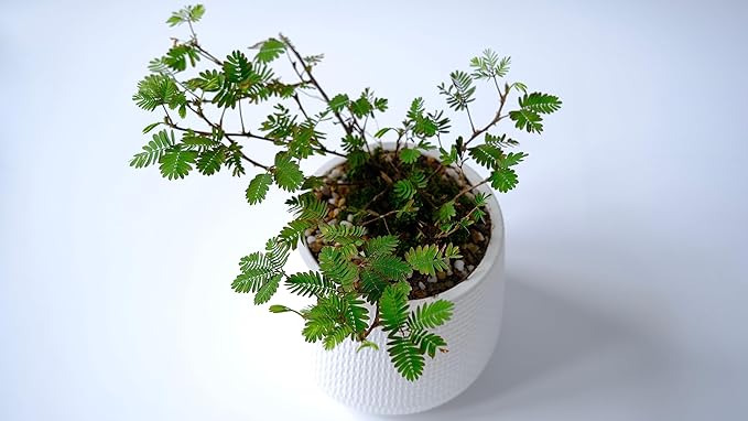 100 Sensitive Plant Seeds for Planting - Exotic Flower Seeds - Mimosa Pudica Seeds AKA Moving Plant, Shy Plant, Shameful Plant, Touch-me-not - by RDR Seeds