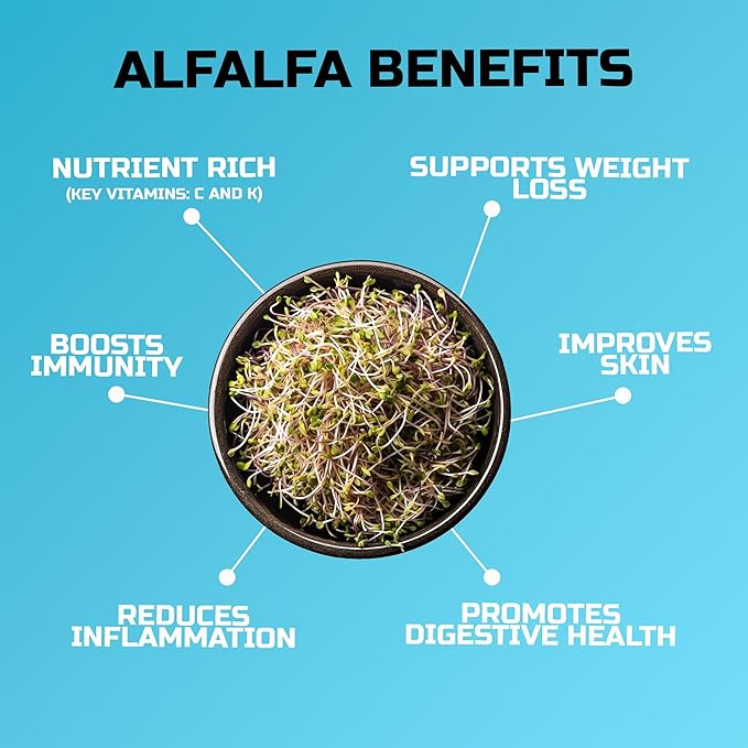 Alfalfa Sprouting Seed | Non GMO | Grown in USA | from Our Farm to Your Door (1/4 Pound (4oz))