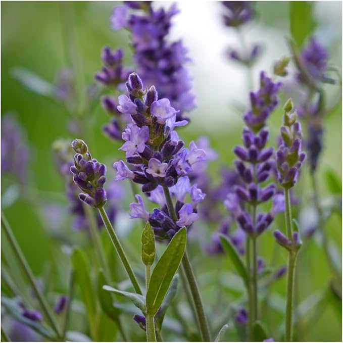 Seed Needs, Set of 20 Lavender Remembrance Seed Packet Favors (Packets are Already Filled) Great for Memorials, Funerals, Special Events or Baby Showers