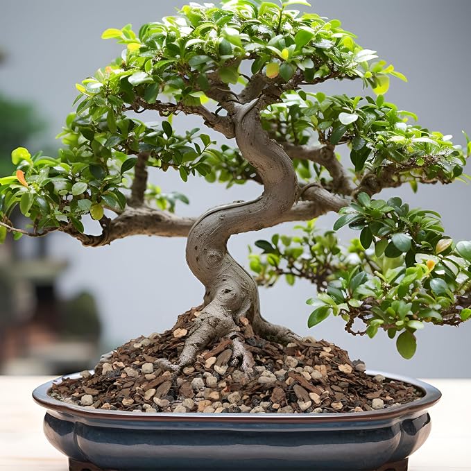 Bonsai Soil Mix 1qt, Potting Soil Mix Ready to Use for Bonsai Tree and Indoor Plants, Composed of Akadama, Lava Rock, Prumice, Bark