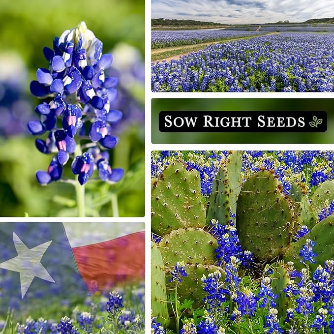 Sow Right Seeds - Texas Bluebonnet Seeds to Plant - Non-GMO Heirloom Seeds -Full Instructions for Planting - Beautiful Perennial Blue Blooms -Sweet Addition to Your Yard (1)