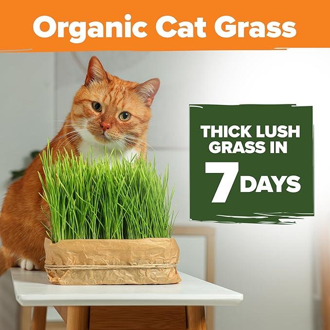 HOME GROWN Organic Cat Grass Seeds Pack (4oz) - Non-GMO Heirloom Cat Grass Seeds for Indoor Cats - Oat and Barley Pet Grass - Hairball Relief