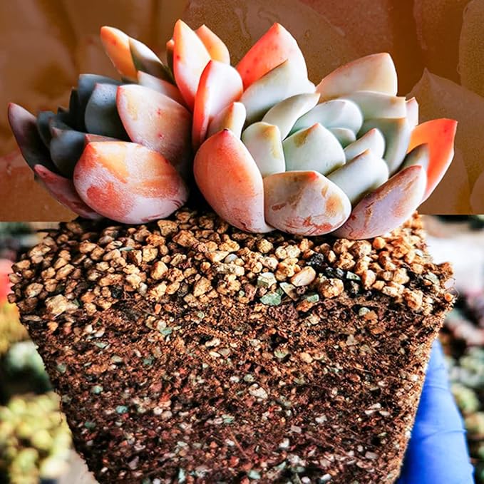 Succulent and Cactus Soil Potting Mix 5.5 LBS, Bonsai Soil Mix Ready to Use, Fast Draining with Added Nutrients