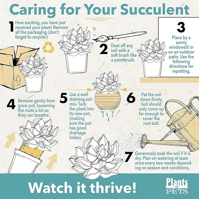 Euphorbia Crown of Thorns Plant Decor, Perennial Plants Ready to Plant, Cactus Plants Live Houseplants, Outdoor Plants Live House Plants Live Plants Indoor Plants Live Houseplants by Plants for Pets