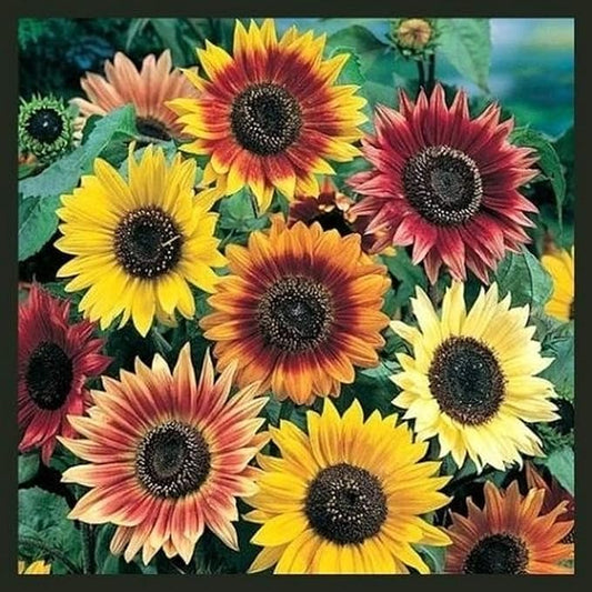 Sunflower Seeds for Planting - Plant & Grow Autumn Beauty Sunflower Mix in Your Home Outdoor Garden - 25 Non GMO Heirloom Seeds - Full Planting Packet with Instructions, 3 Packets