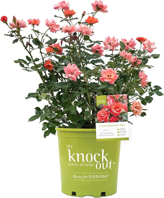 1 Gallon,The Coral Knock Out® Rose Plant with Brick Orange Fading to Coral Blooms