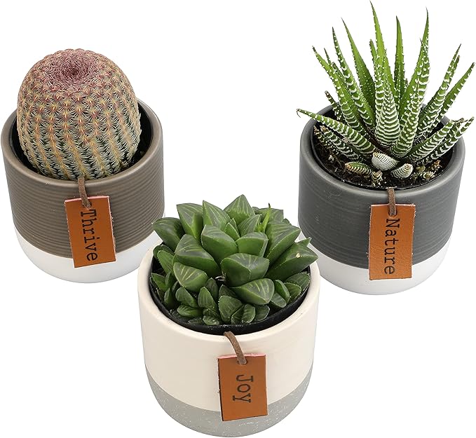 Succulents Plants Live in Plant Pot Set (3 Pack), Succulent Cactus Plants Live Plants, Indoor Plants Live Gardening Gifts for Plant Lovers, Live Succulents Plants Live Houseplants by Plants for Pets