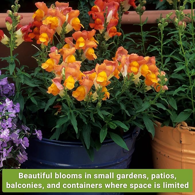 Sow Right Seeds - Dwarf Flower Seed Collection for Planting - Individual Packets of Zinnia Thumbelina, White Linen Poppy, Tetra Snapdragon, Dwarf Dahlia, and Sparky Marigold Non-GMO Heirloom Seeds