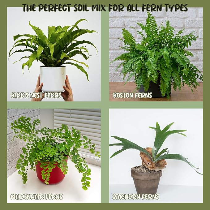 Fern Plant Potting Soil Mix (2 Quarts), Custom Hand Blended Mixture for Indoor/Outdoor Container Gardening