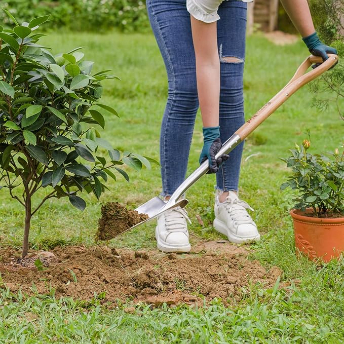 Berry&Bird Trenching Shovel, Garden Drain Spade Shovel with Wood Handle, 42.5" Stainless Steel Gardening Planting Spade, Heavy Duty Root Cutter Shovel Trench Shovel for Digging Transplanting & Edging