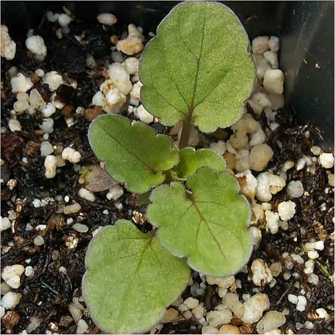 Seed Needs, Rococo Pansy Seeds - 600 Heirloom Seeds for Planting Viola Germania - Colorful Blooms for an Outdoor Flower Garden, Attracts Pollinators (5 Packs)