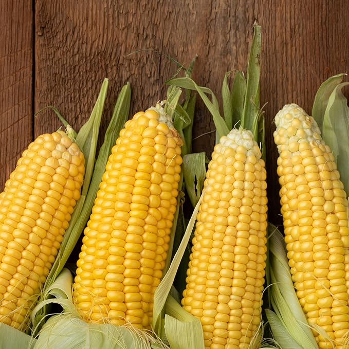 Park Seed Variety of Corn Vegetable Seeds, Plant Seeds, Easy to Grow, Perfect for Harvesting, Honey Select Triplesweet Hybrid, Pack of 200