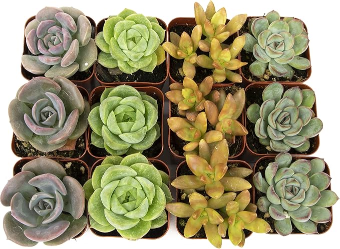 Succulents Plants Live (12PK) Potted Succulent Plants Live House Plants, Cactus Plants Live Plants Indoor Plants Live Houseplants, Indoor Plant Succulents Live Plant House Plant by Plants for Pets