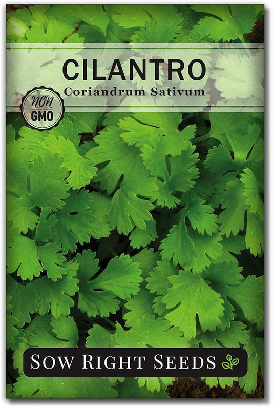 Sow Right Seeds - Cilantro Seeds for Planting - Non-GMO Heirloom Packet with Instructions to Grow a Kitchen Herb Garden - Great Addition to Your Cooking - Make Coriander Seasoning - Zesty Herb (1)