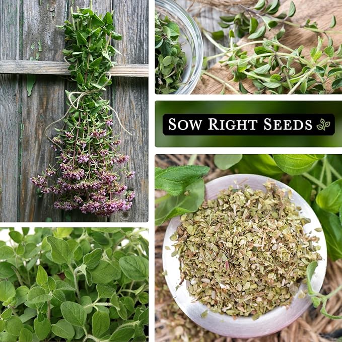 Sow Right Seeds - Oregano Seed for Planting - Non-GMO Heirloom- Instructions to Plant and Grow a Kitchen Herb Garden - Indoor or Outdoor - Gardening Gift - Produces Flavorful Leaves for Seasoning (4)