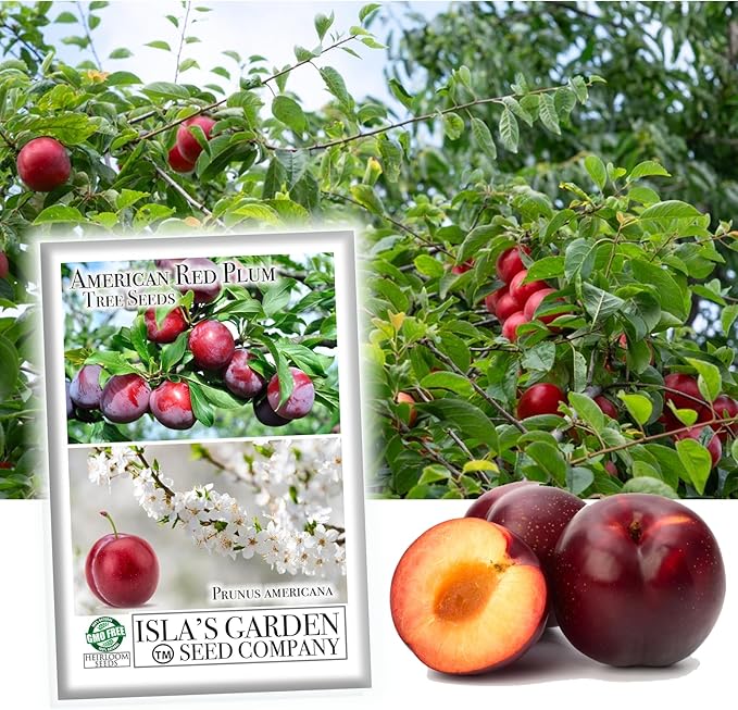 American Red Plum Tree Seeds for Planting, 5 Fruit Seeds Per Packet, (Isla's Garden Seeds), Non GMO & Heirloom Seeds, Botanical Name: Prunus Americana, Great Home Garden Gift