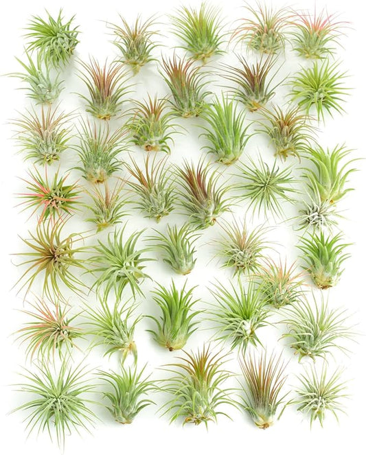 Shop Succulents Ionantha Tillandsia Air Plants, Assorted Mini Live Indoor Plants for Home Decor & Gifts, Low Maintenance, Natural Air Purifier, Hanging Plants, Favors, Terrarium Plants, Pack of 50