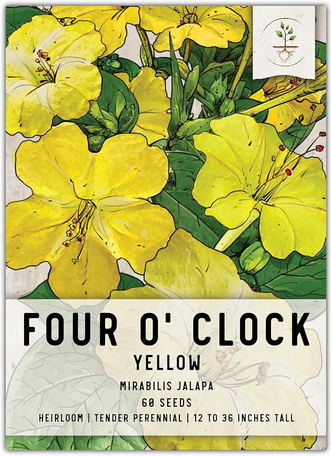 Seed Needs, Yellow Four O' Clock Seeds - 60 Heirloom Seeds for Planting Mirabilis Jalapa - Tender Perennial Flowers to Attract Butterflies, Hummingbirds & Other Pollinators (1 Pack)