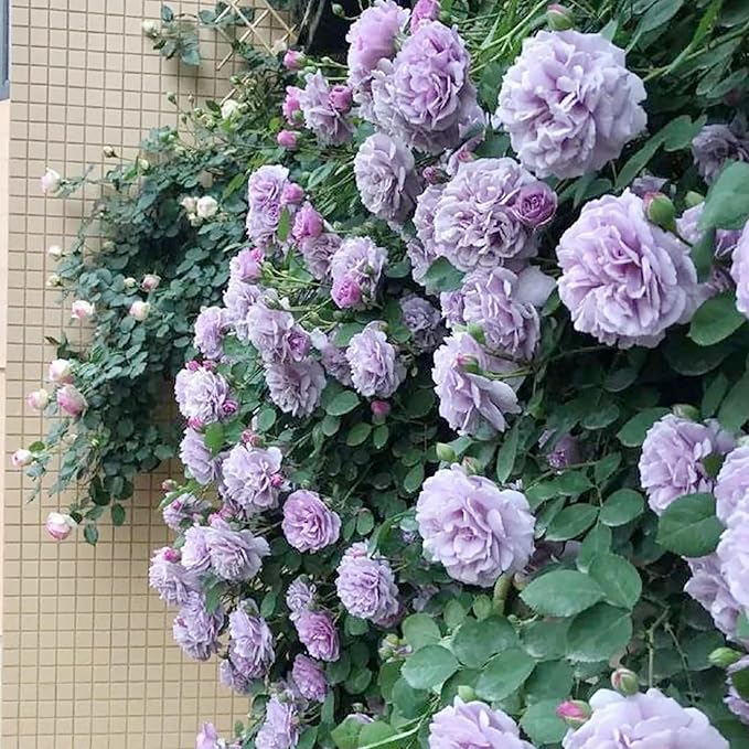 Purple Climbing Rose Seeds Fragrant Blooms for Cutting and Using in Floral Arrangements Attract Pollinators Creat Vertical Accents in Gardens, On Trellises, Arbors, Fences 5Pcs by YEGAOL Garden